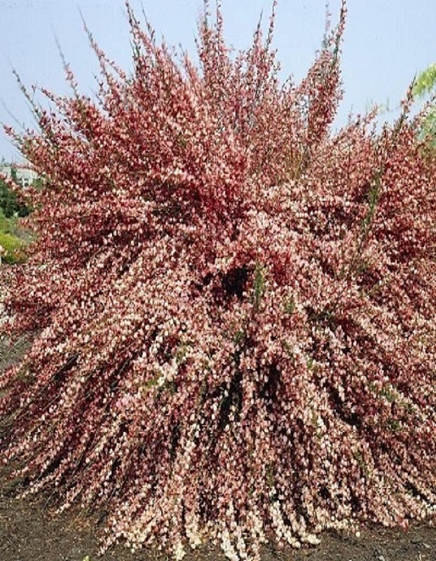 Ракитник Зеландия 1 шт Р9